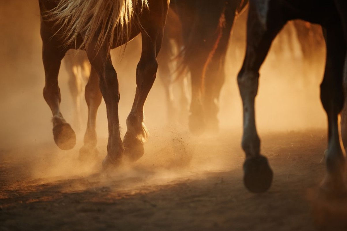 Picture of Horses legs
