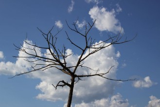 Pilt Dry tree branches against blue sky