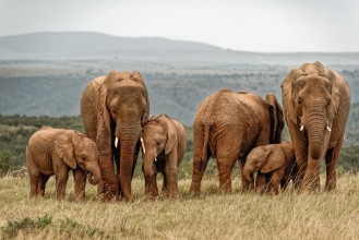 Bild von Elephant Family