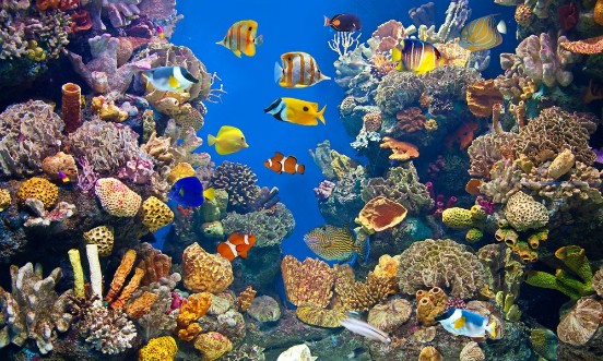 Bild von Colorful and vibrant aquarium life