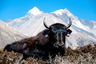 Bild von Yak - Nepal