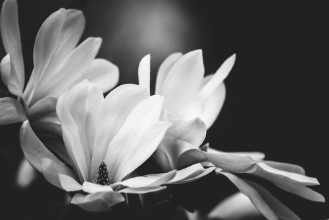 Ritratt ta’ Magnolia flower on a black background