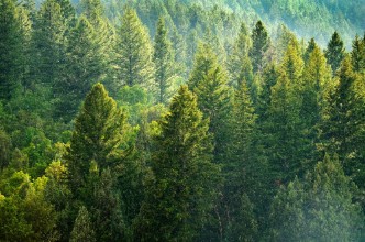 Bild von Forest of Pine Trees