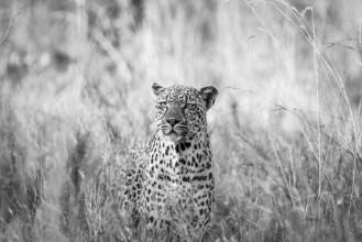 Image de Leopard in the grass in black and white in the Kruger National Park