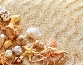 Slika Seashells
