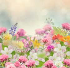 Kép Beautiful Flowers Background