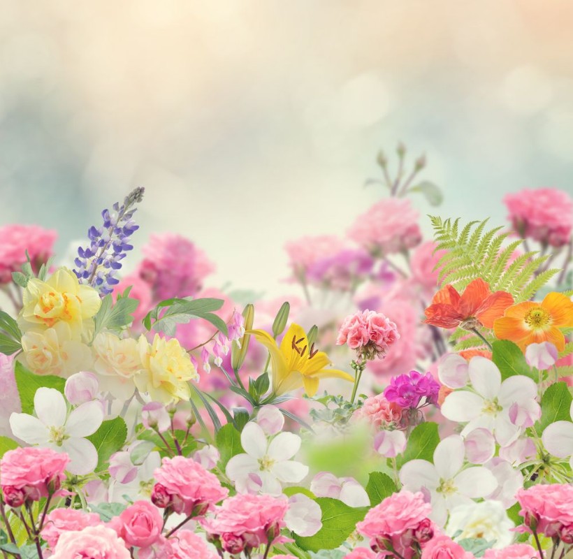 Picture of Beautiful Flowers Background