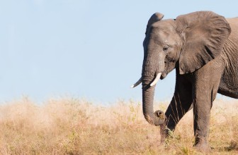Bild vun Wild African Elephant
