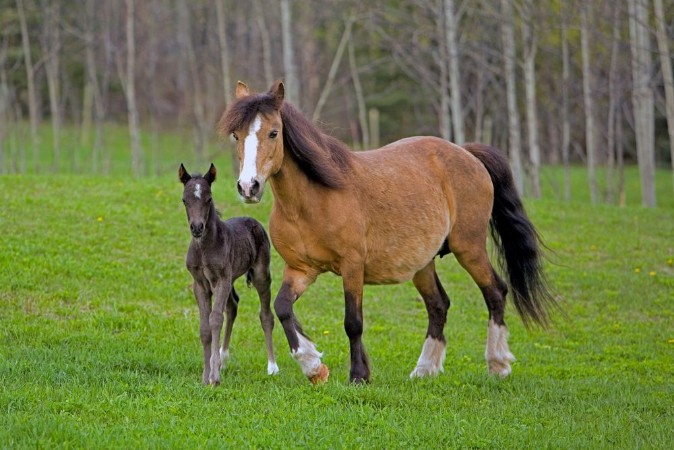 Kép Welsh Pony Mare and Foal walking in field