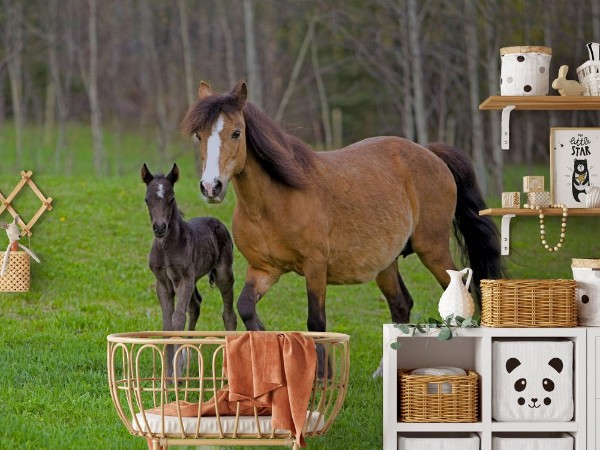 Kép Welsh Pony Mare and Foal walking in field