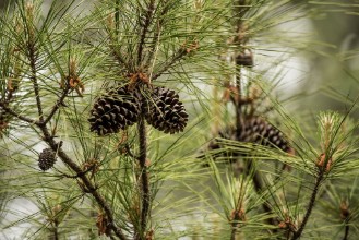 Immagine di Pine Cones in Tree