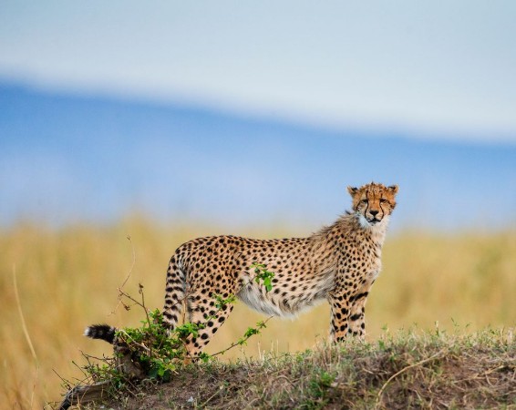 Picture of Cheetah in the savanna Kenya Tanzania Africa National Park Serengeti Maasai Mara An excellent illustration