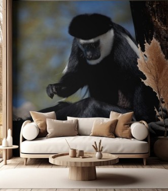 Afbeeldingen van Mantled guereza Colobus guereza