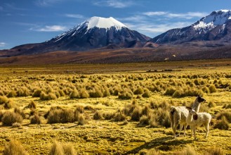 Bild vun Bolivia - Parinacota