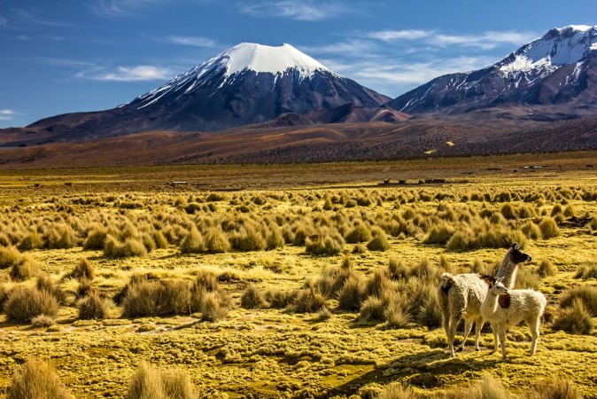 Afbeeldingen van Bolivia - Parinacota