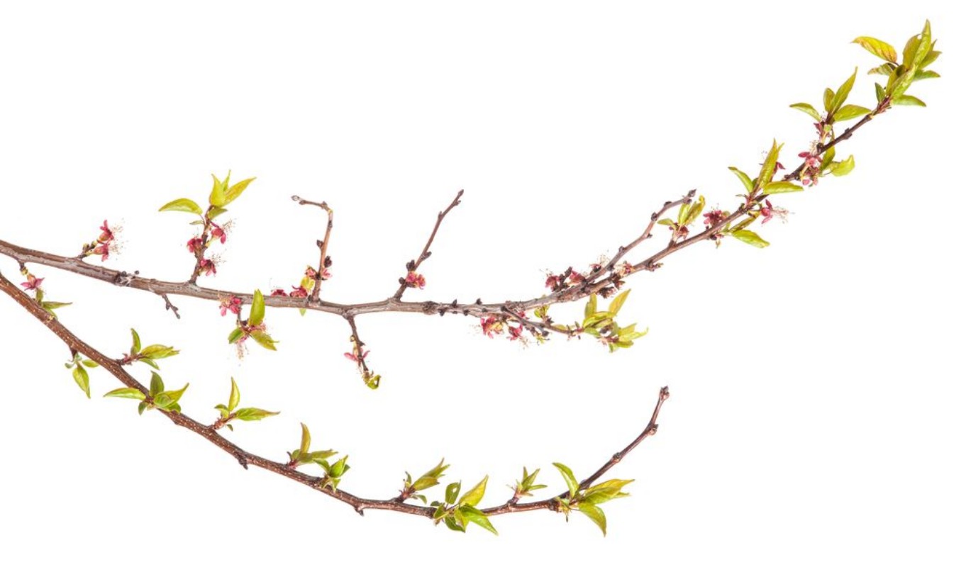 Picture of Apricot Branch