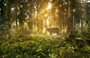 Picture of Hirsch in nebligem Wald