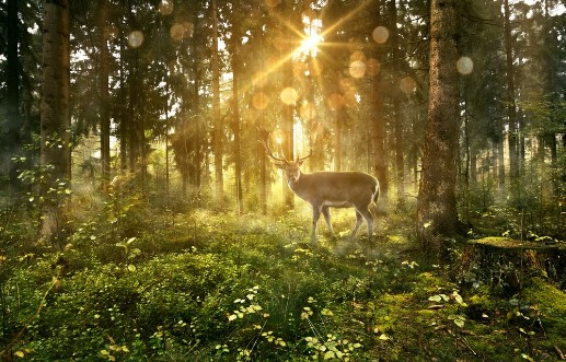 Picture of Hirsch in nebligem Wald