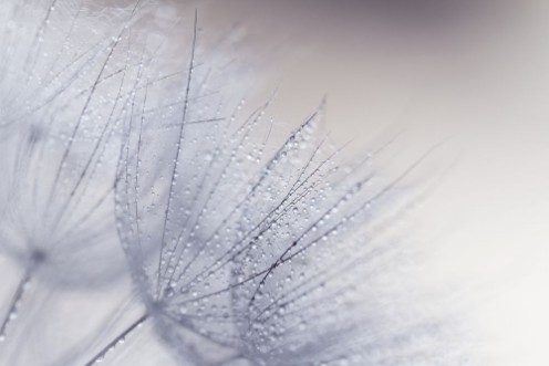 Picture of Plant seeds with water drops