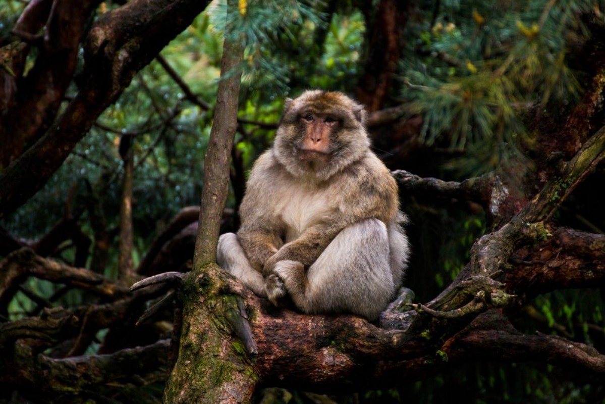 Picture of Monkey in Tree