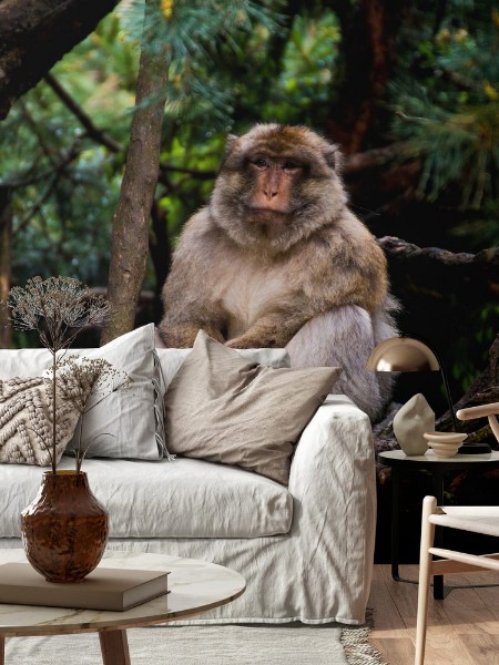 Picture of Apina puussa