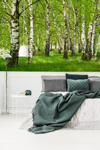 Picture of Brzozowy zagajnik wczesn wiosn w pogodny dzieMode brzozy z modymi zielonymi limi w wietle soca