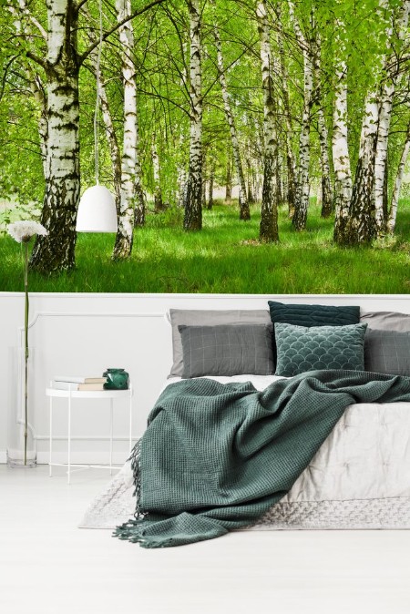 Image de Brzozowy zagajnik wczesn wiosn w pogodny dzieMode brzozy z modymi zielonymi limi w wietle soca