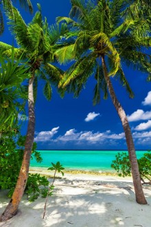 Picture of Two palm trees framing a beach entrance to tropical blue lagoon