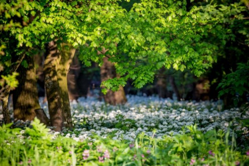 Picture of Spring  s still life detail