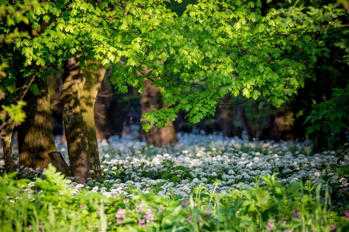 Afbeeldingen van Spring  s still life detail