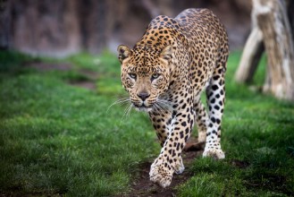 Bild von Prancing