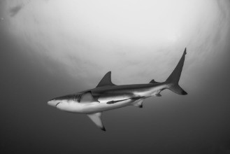 Image de Giant Blacktip swimming in deep blue water