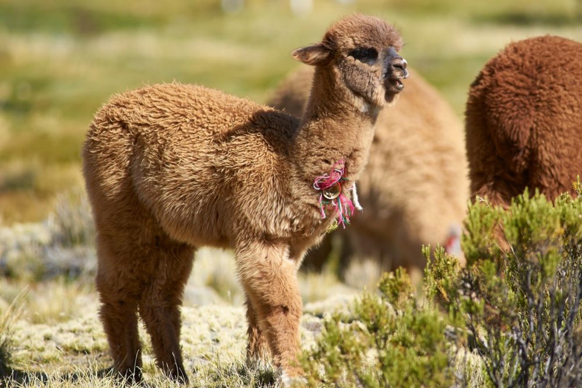 Picture of Baby Alpaca Lama pacos on a wetland in Lauca National Park northern Chile