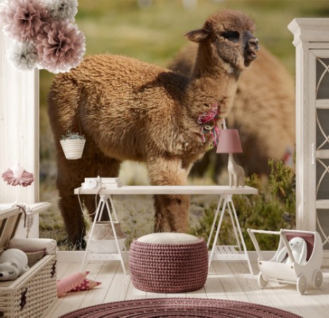Afbeeldingen van Baby Alpaca Lama pacos on a wetland in Lauca National Park northern Chile