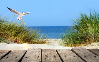 Pilt Ostseestrand mit Holzsteg Dnen und Mwe