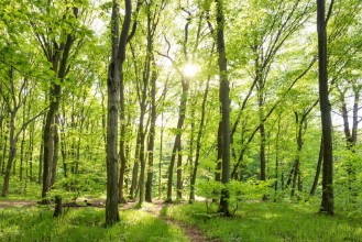 Image de Morning in sunny forest