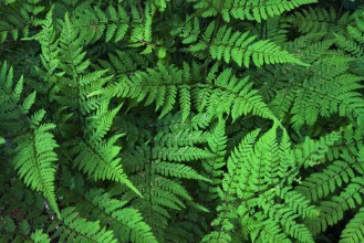 Slika Green fern