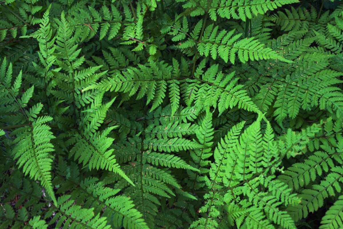 Image de Green fern