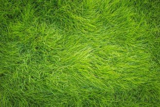 Image de Green grass Grass top view