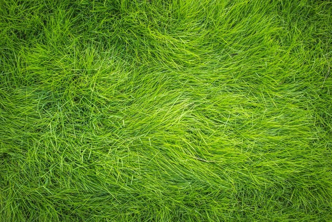 Picture of Green grass Grass top view