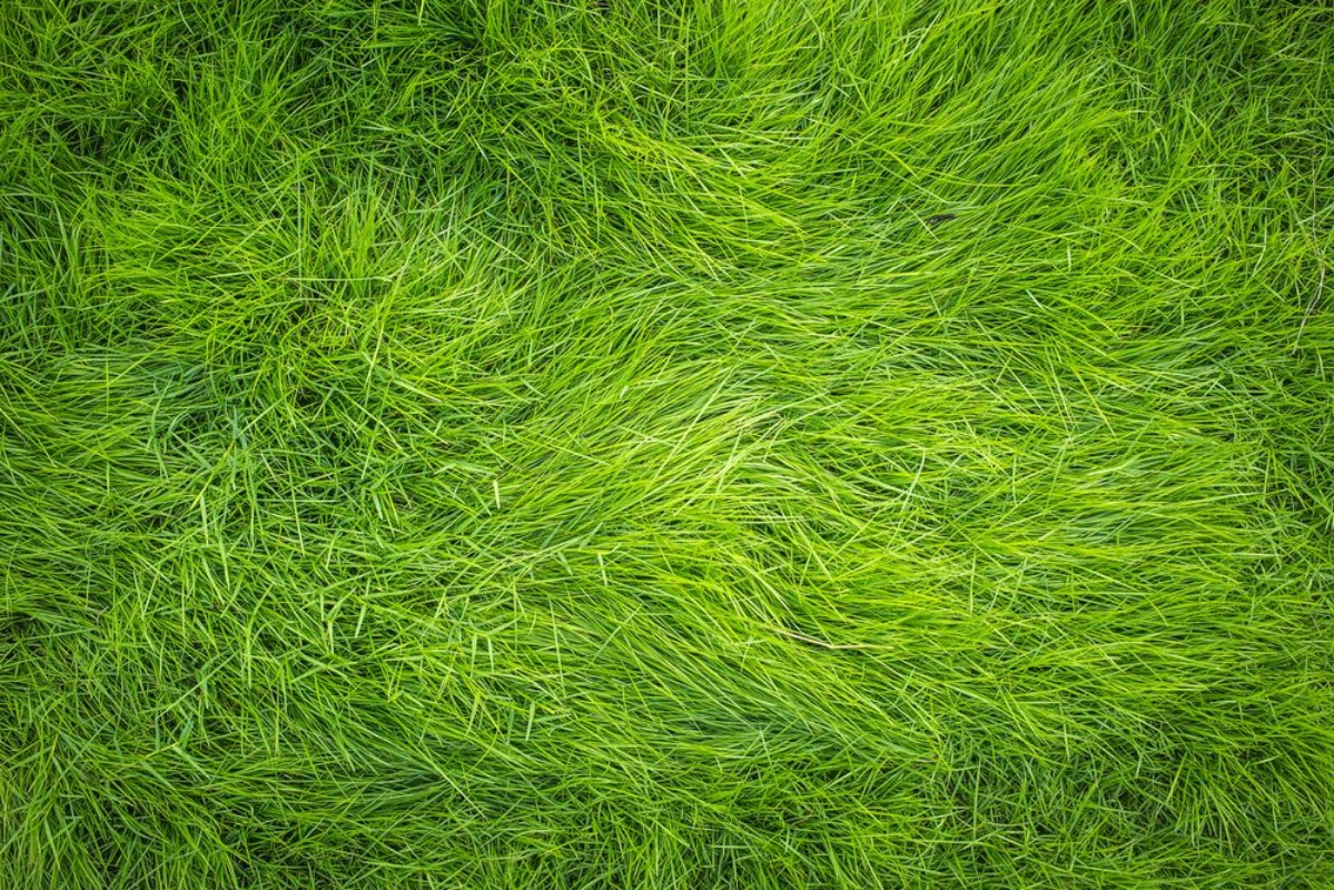 Picture of Green grass Grass top view