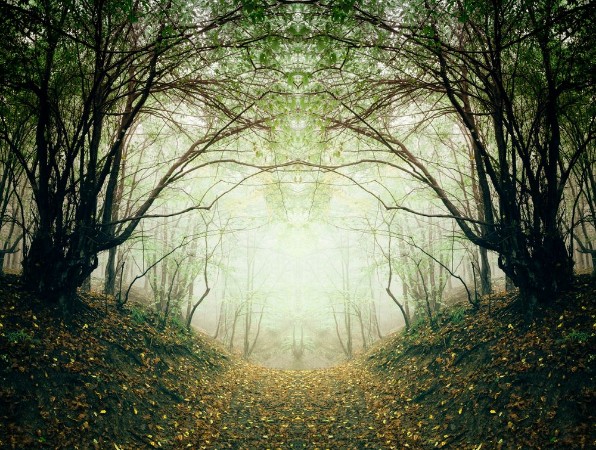 Picture of Surreal forest path