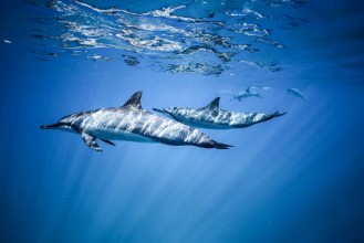 Снимка на Dolphin cruise