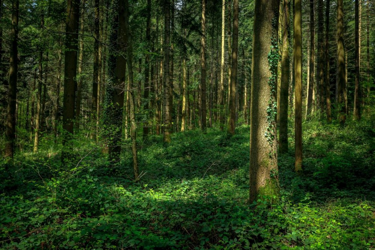 Picture of Sous bois avec un arbre sous la lumire