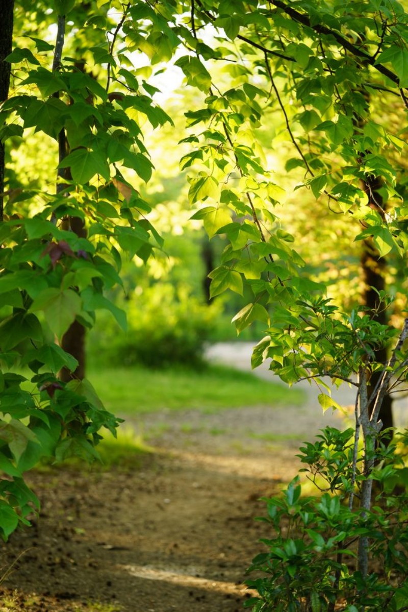 Picture of On the Path