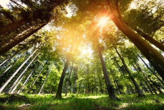 Image de Magnifique fort concept ressources naturelles