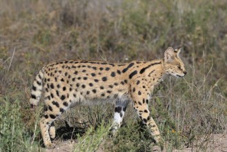 Image de Portrait of a Serval cat  Servals are excellent jumpers and can reach a height of 3 metres to reach out for its favourite food of birds on a small tree