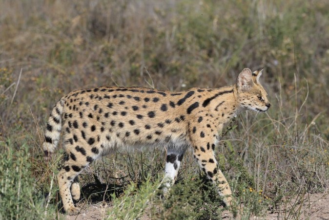 Kép Portrait of a Serval cat  Servals are excellent jumpers and can reach a height of 3 metres to reach out for its favourite food of birds on a small tree