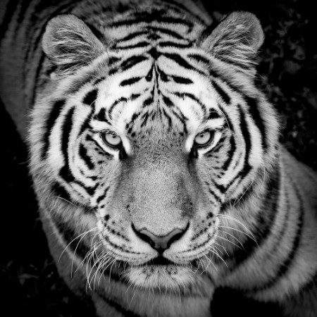 Picture of Portrait de tigre en noir et blanc