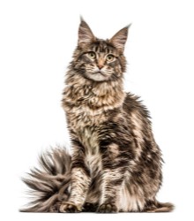 Εικόνα της Maine Coon isolated on white